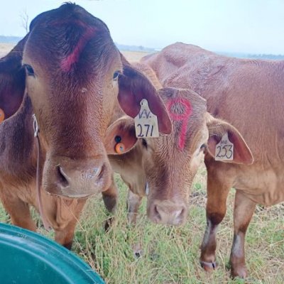 Close up of 3 tagged heifers in a paddock. Image, UQ